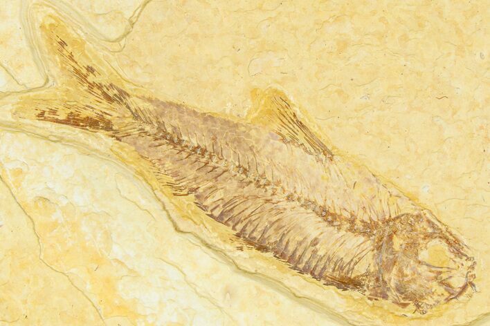 Detailed Fossil Fish (Knightia) - Wyoming #379456